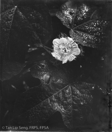 In Blossom