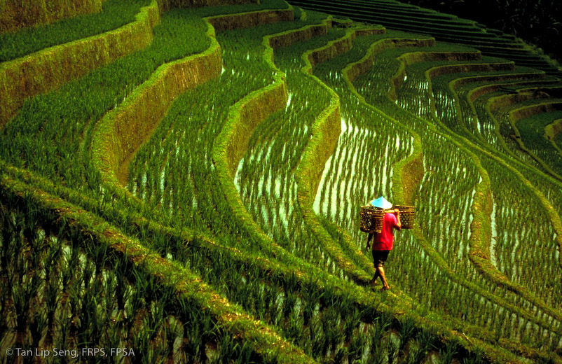 Bali Rice Field
