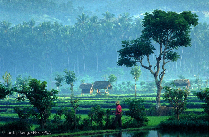 Gorgeous Pastoral