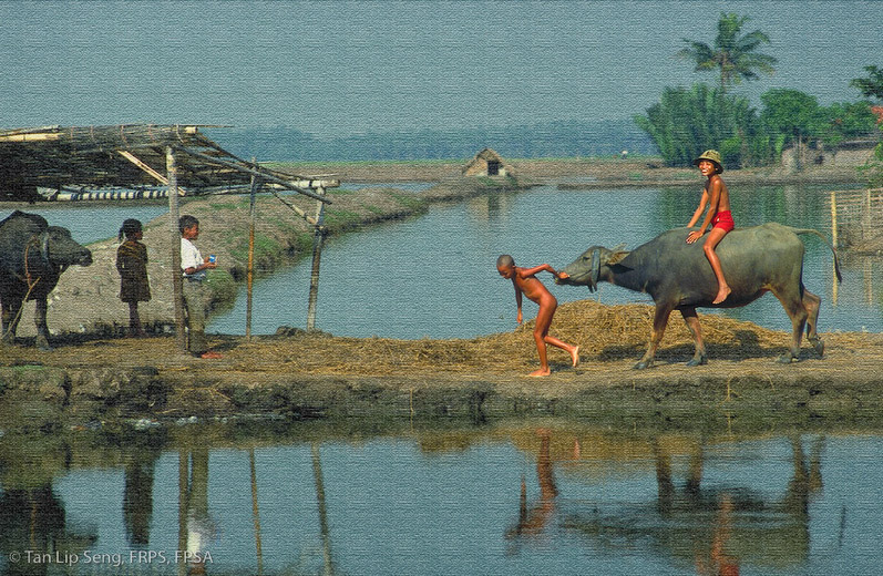 Fun In A Farm