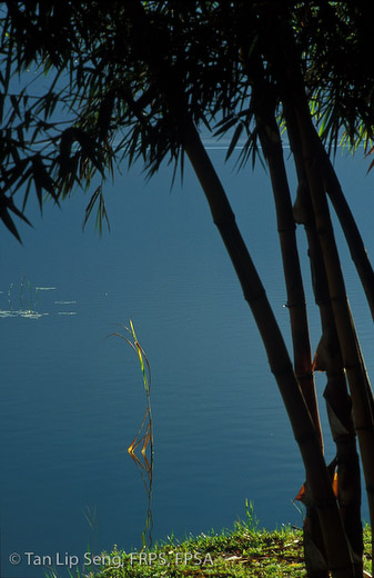 Bamboos
