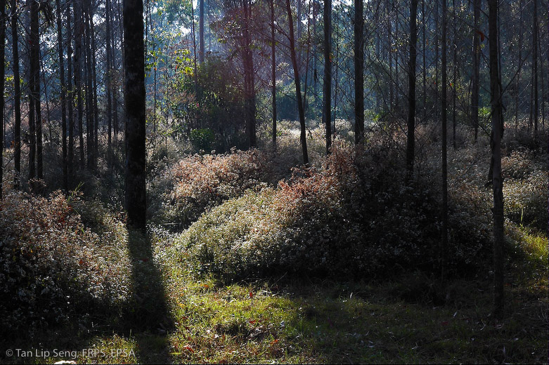 In The Wood Of Ciwidey