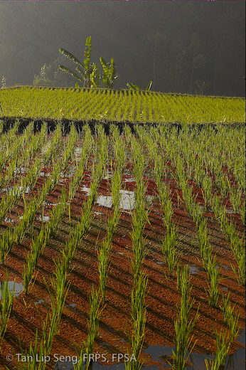 Newly Planted Paddy