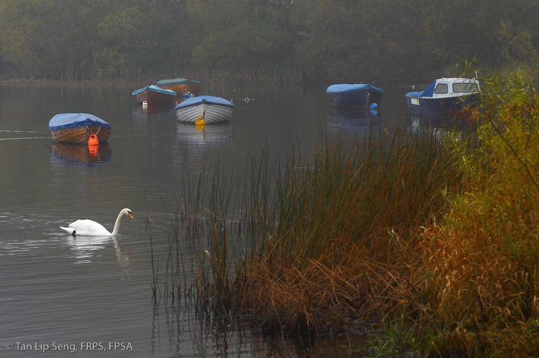 Autumn In Loch Lomond