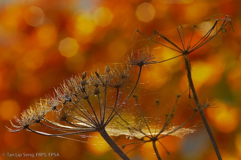 Early Autumn