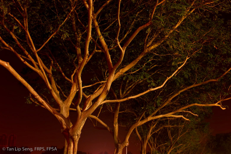 Tree Under Flood Lights