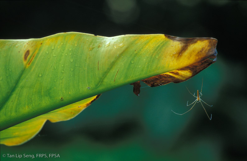 Hanging Spider