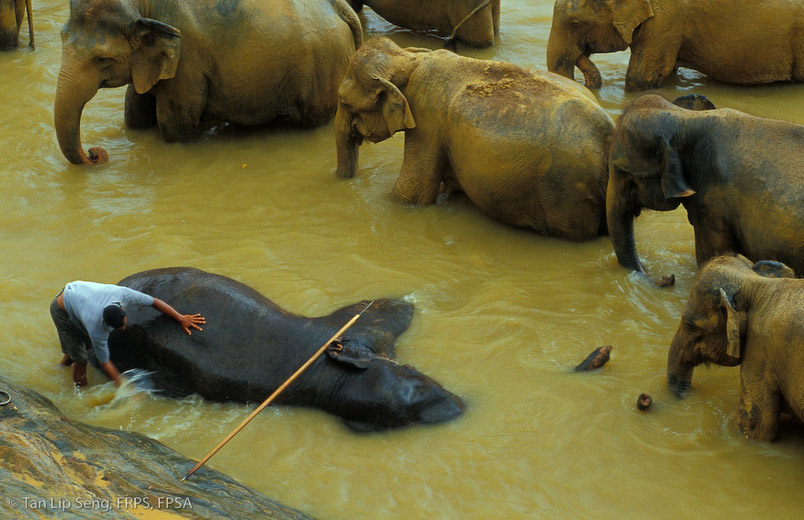 Queueing Up For A Bath