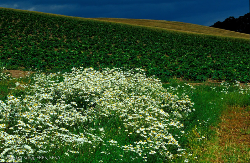In Blossom