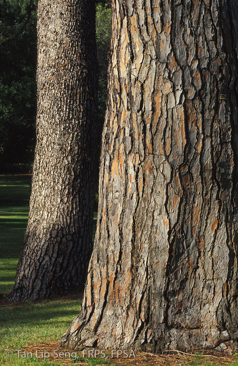 Colour Of The Wood