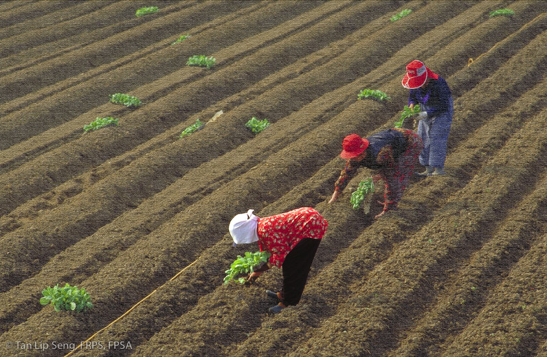 Replanting