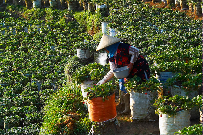 Harvesting Strawberry