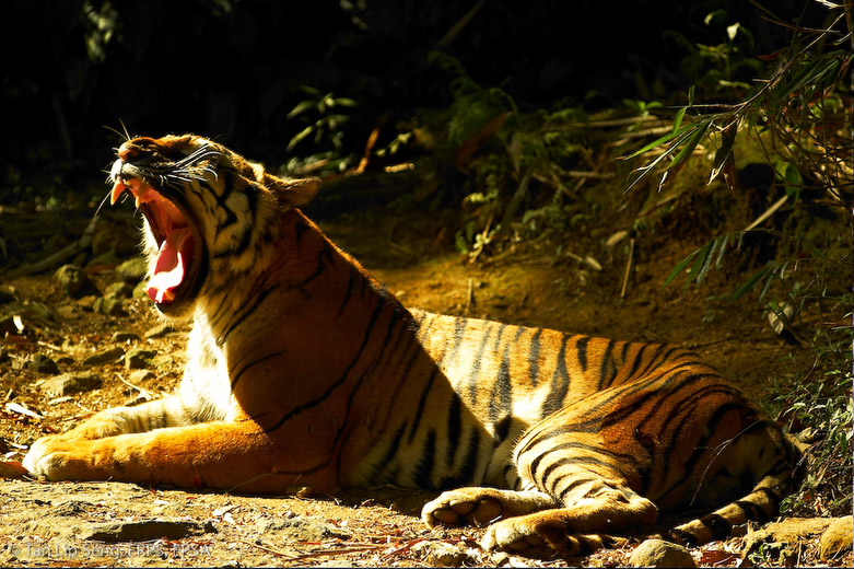 Yawning Tiger