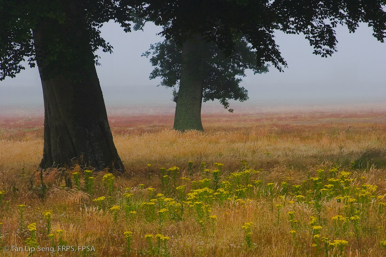 Foggy Morning