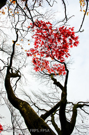 Rhythm Of Autumn At The Botanic